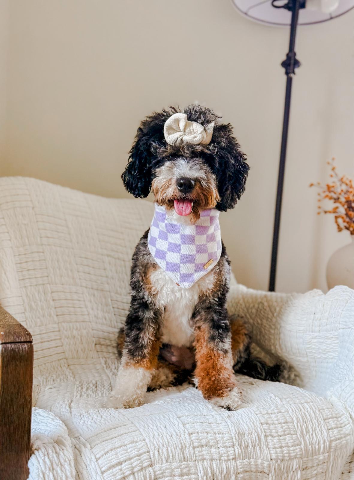 Martha, F1b Mini Bernedoodle