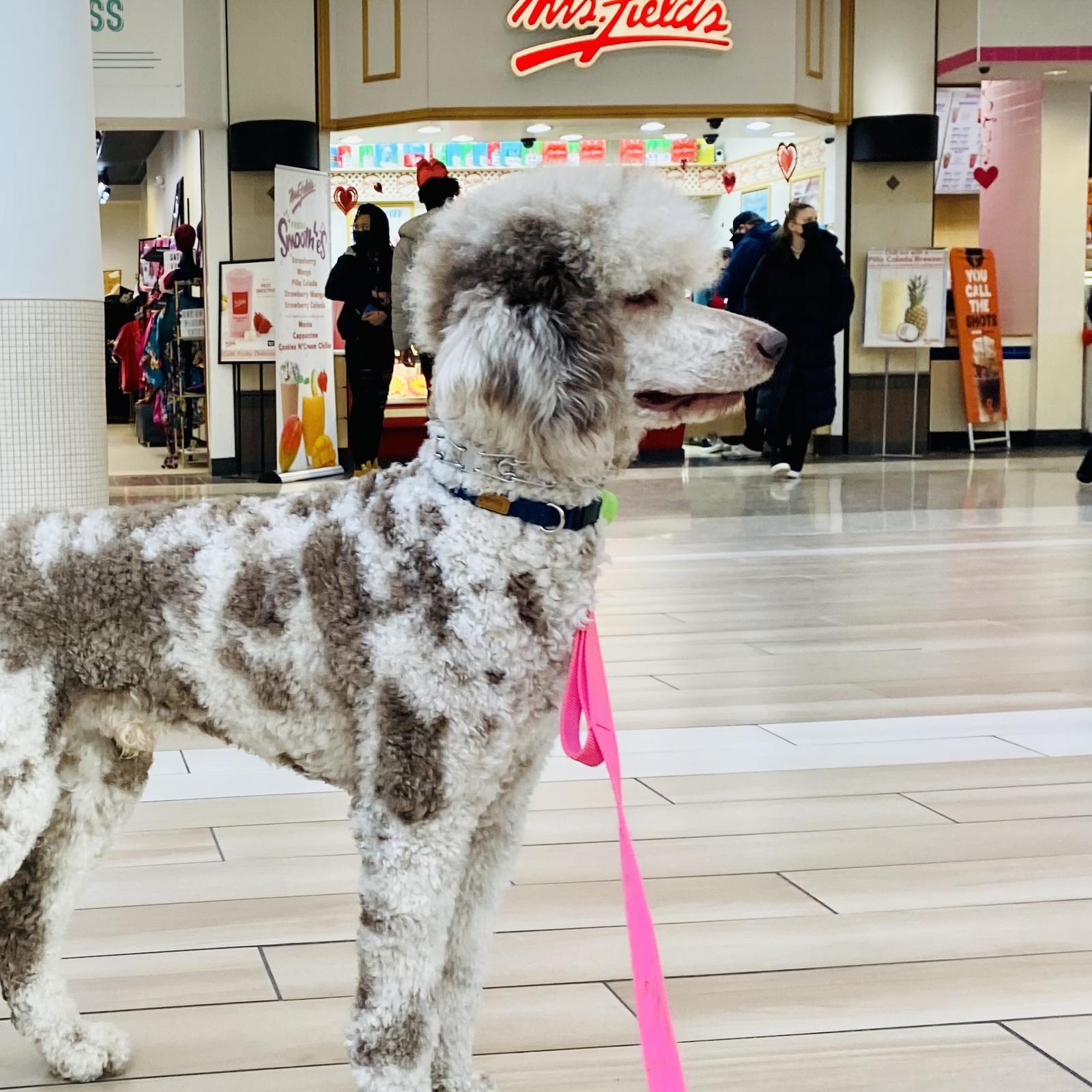Merlin, Standard Poodle