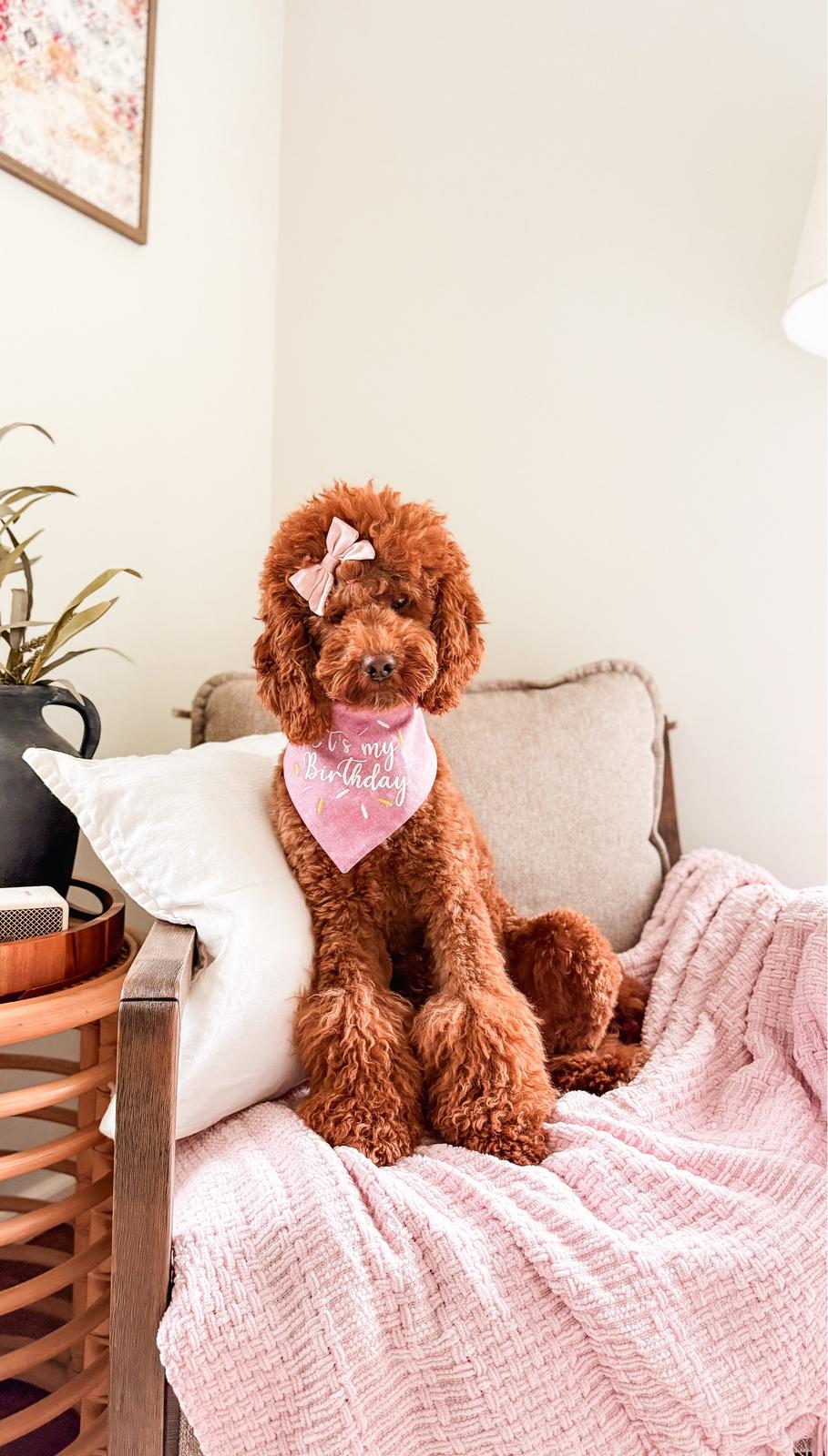 Mila, Multigen Mini Goldendoodle