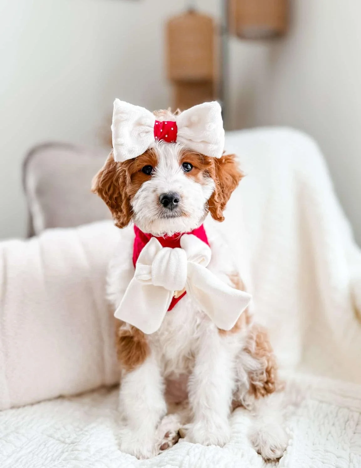 Millie, Mini Goldendoodle