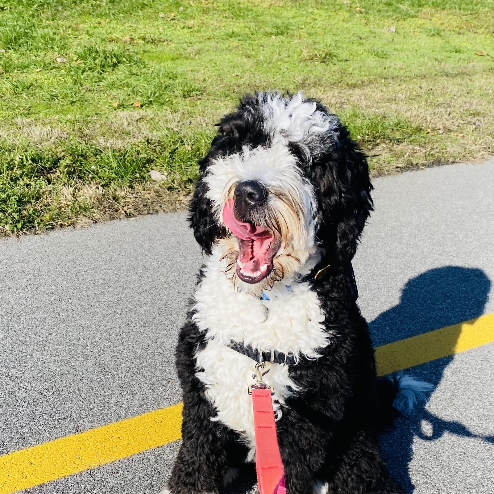 Molly, F1 Bernedoodle