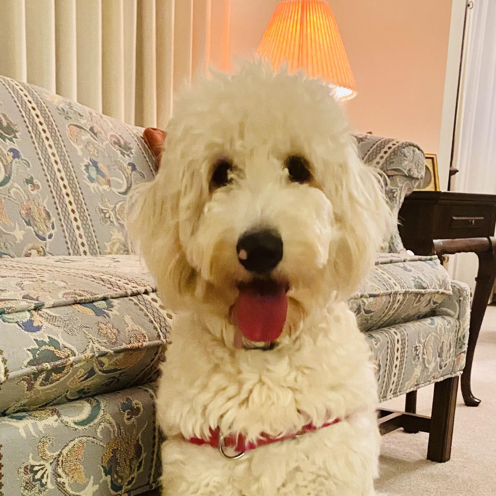 Muffin, F1 Standard Goldendoodle