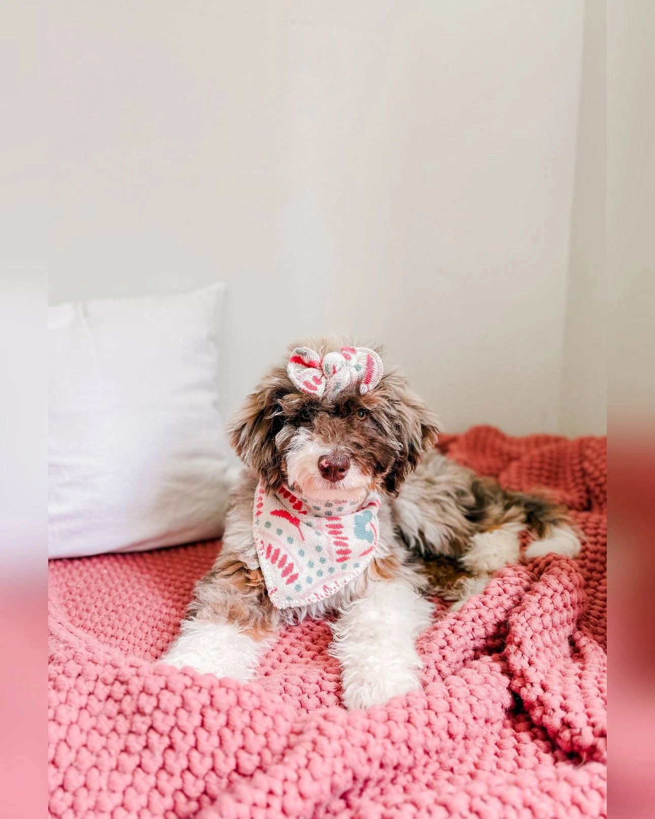 Potato, F1b Mini Bernedoodle