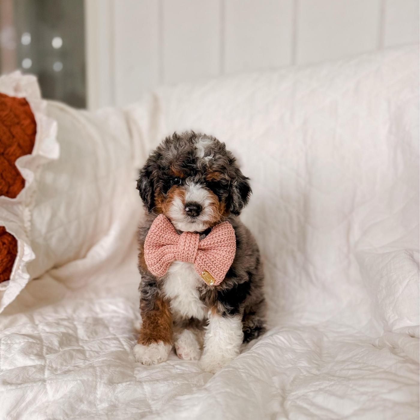 Bataan, male Tri-color Bernedoodle puppy