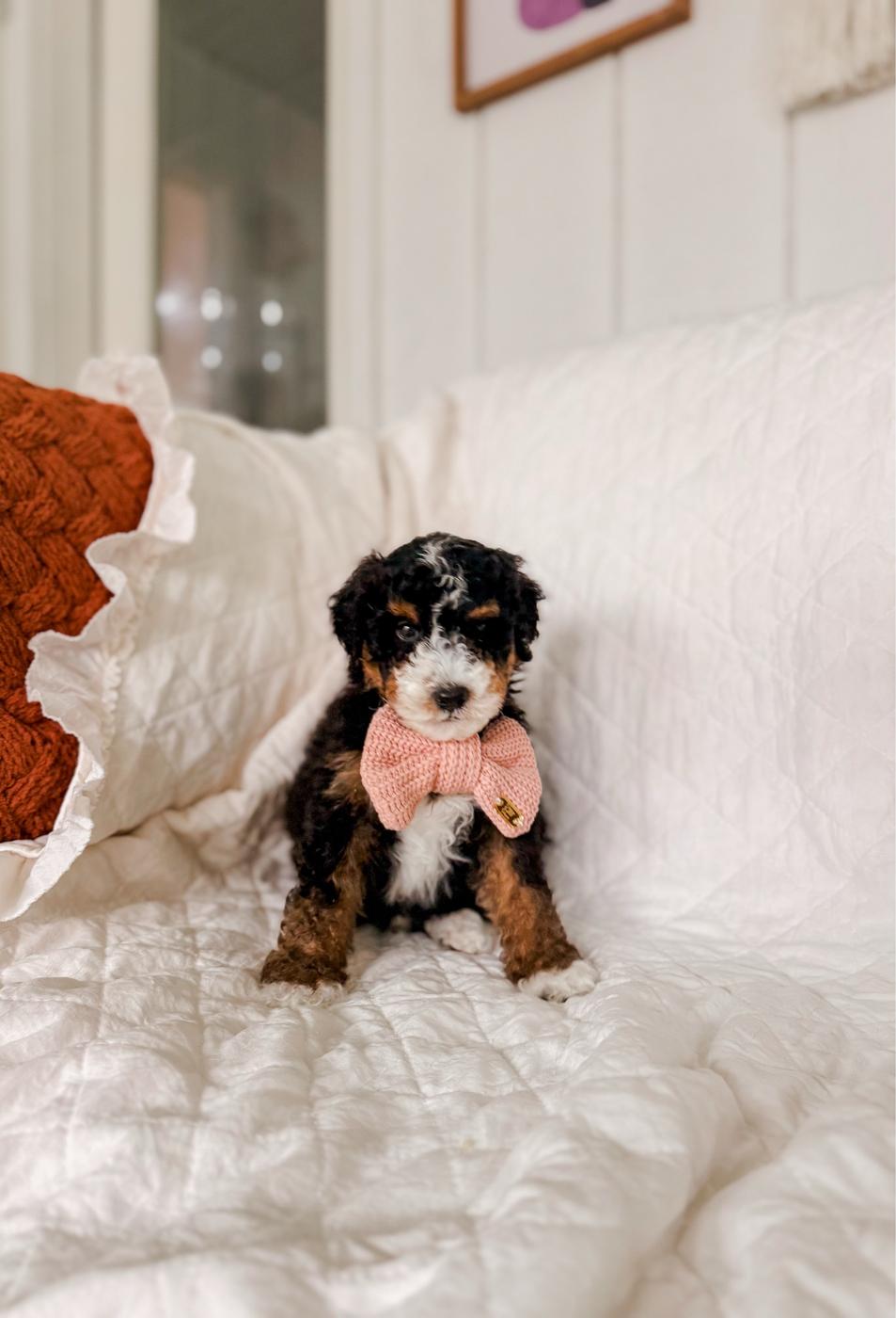 Bonifacio, male Tri-color Bernedoodle puppy