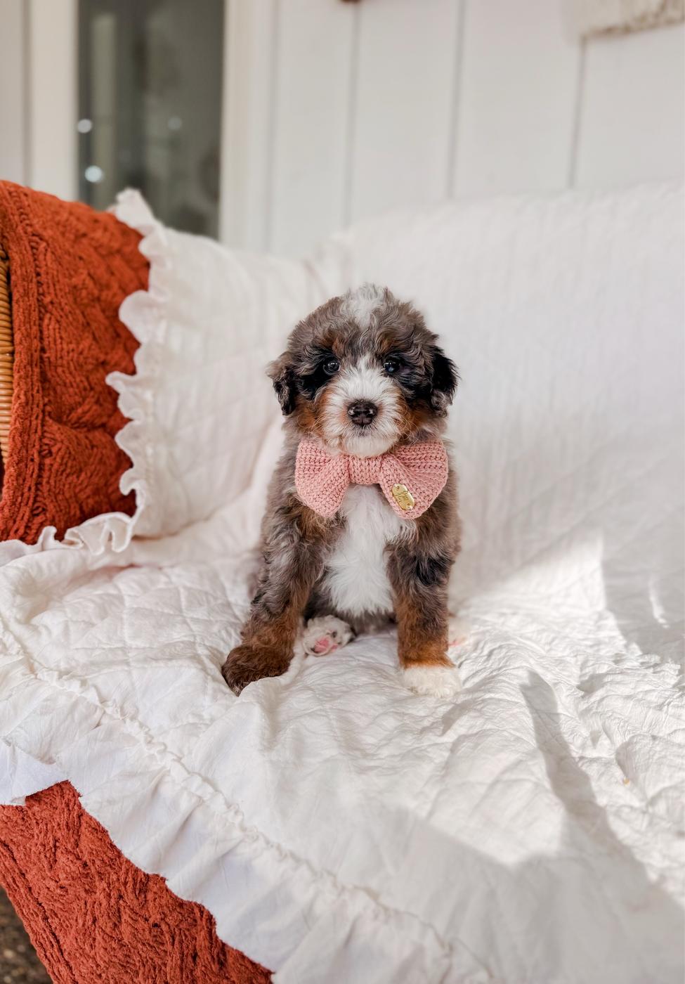 Corregidor, male Tri-color Bernedoodle puppy