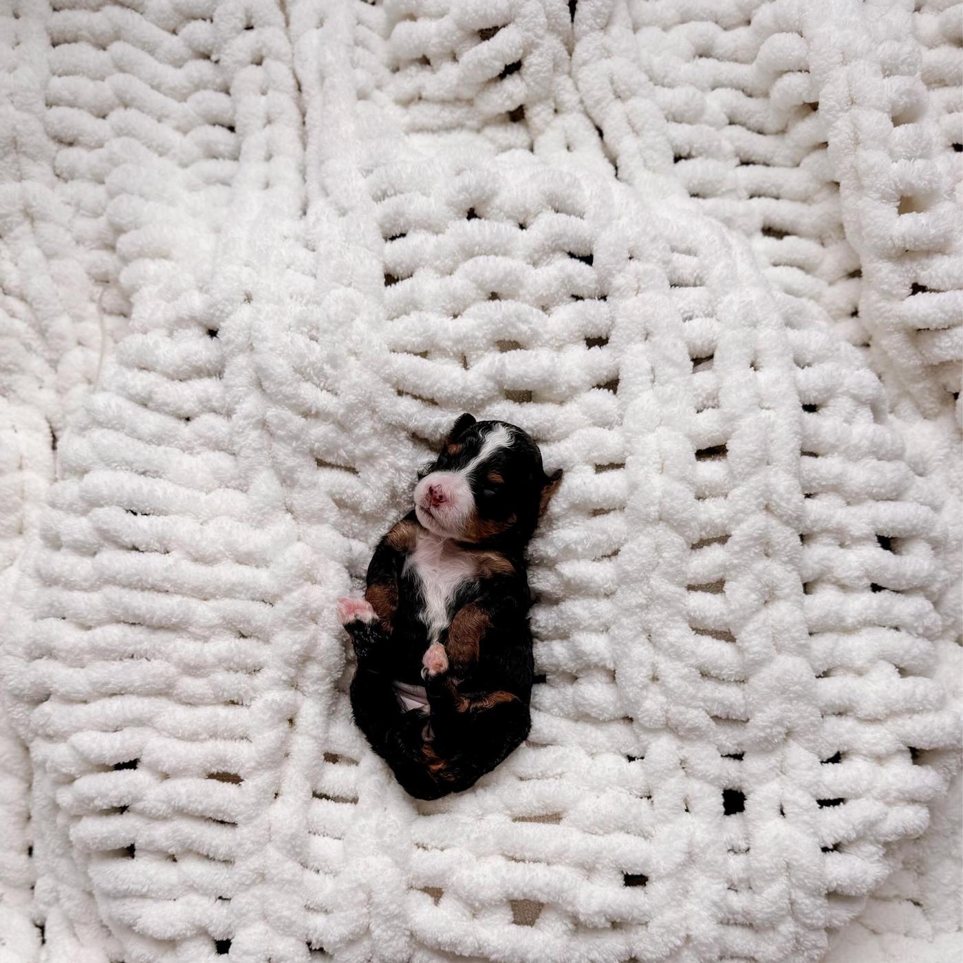 Luneta, Tri-color puppy from the Ranger × Martha litter