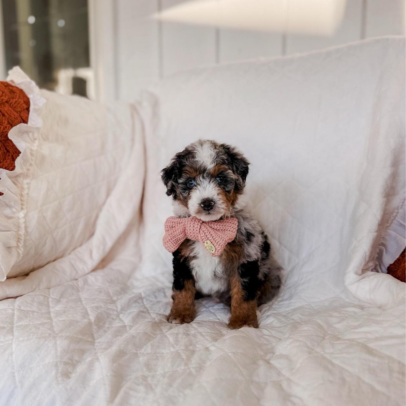 Mactan, male Tri-color Bernedoodle puppy