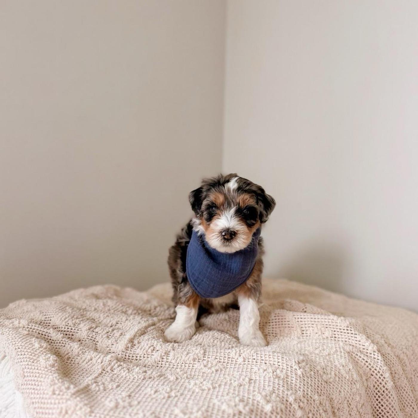 Malolos, male Tri-color Bernedoodle puppy
