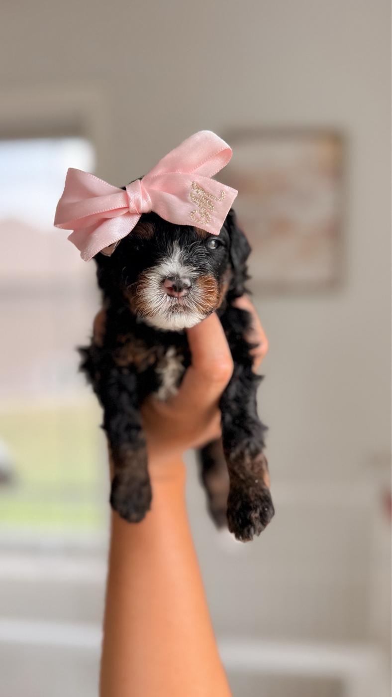 Manila, Tri-color puppy from the Ranger × Martha litter