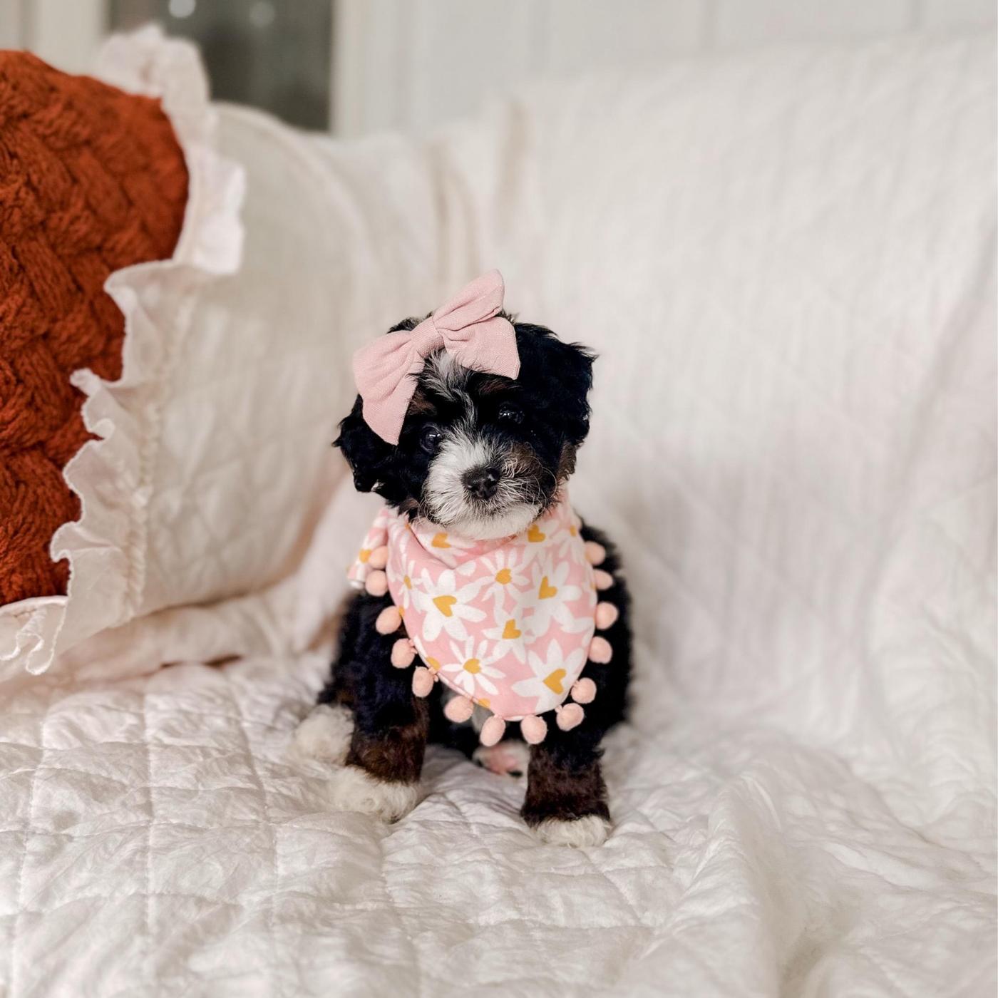 Miagao, Tri-color puppy from the Ranger × Martha litter