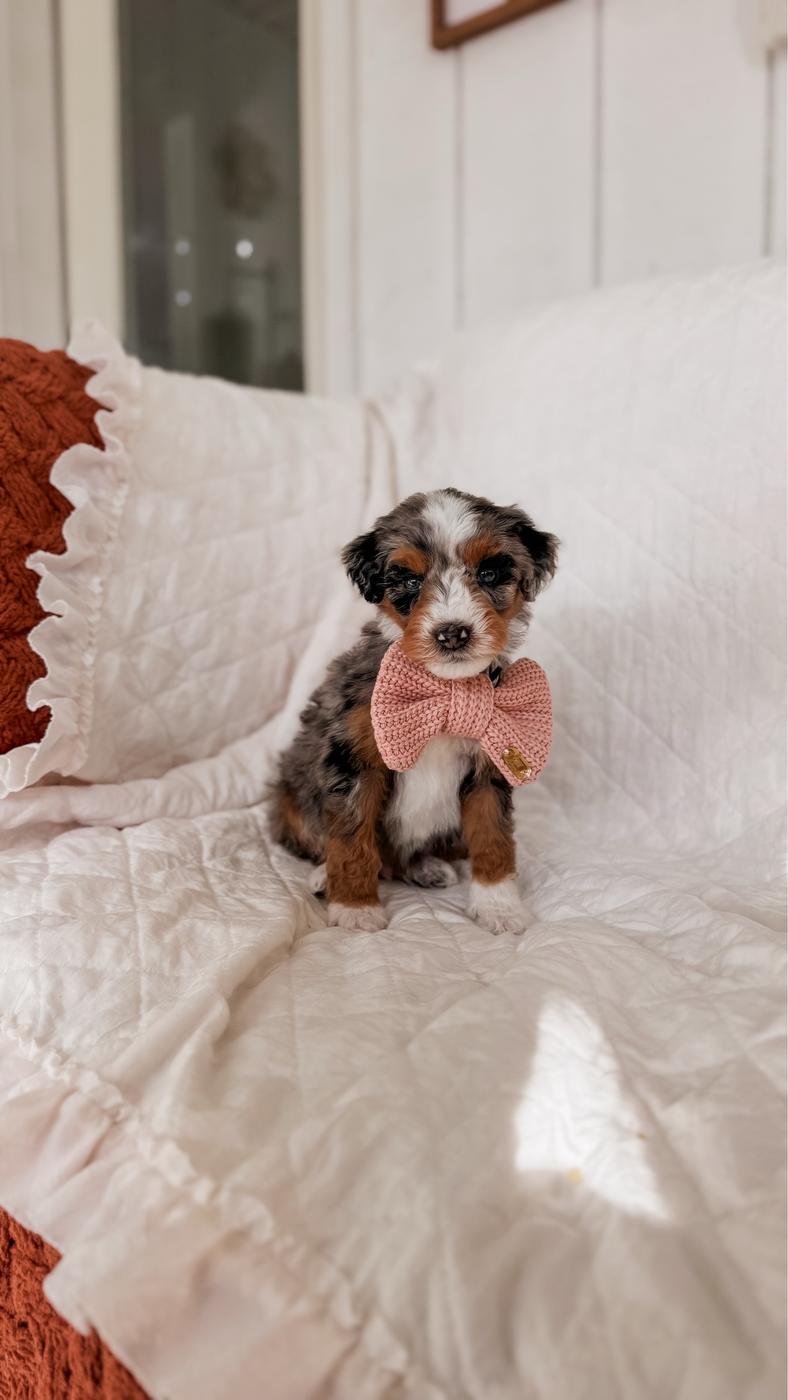 Paoay, male Tri-color Bernedoodle puppy