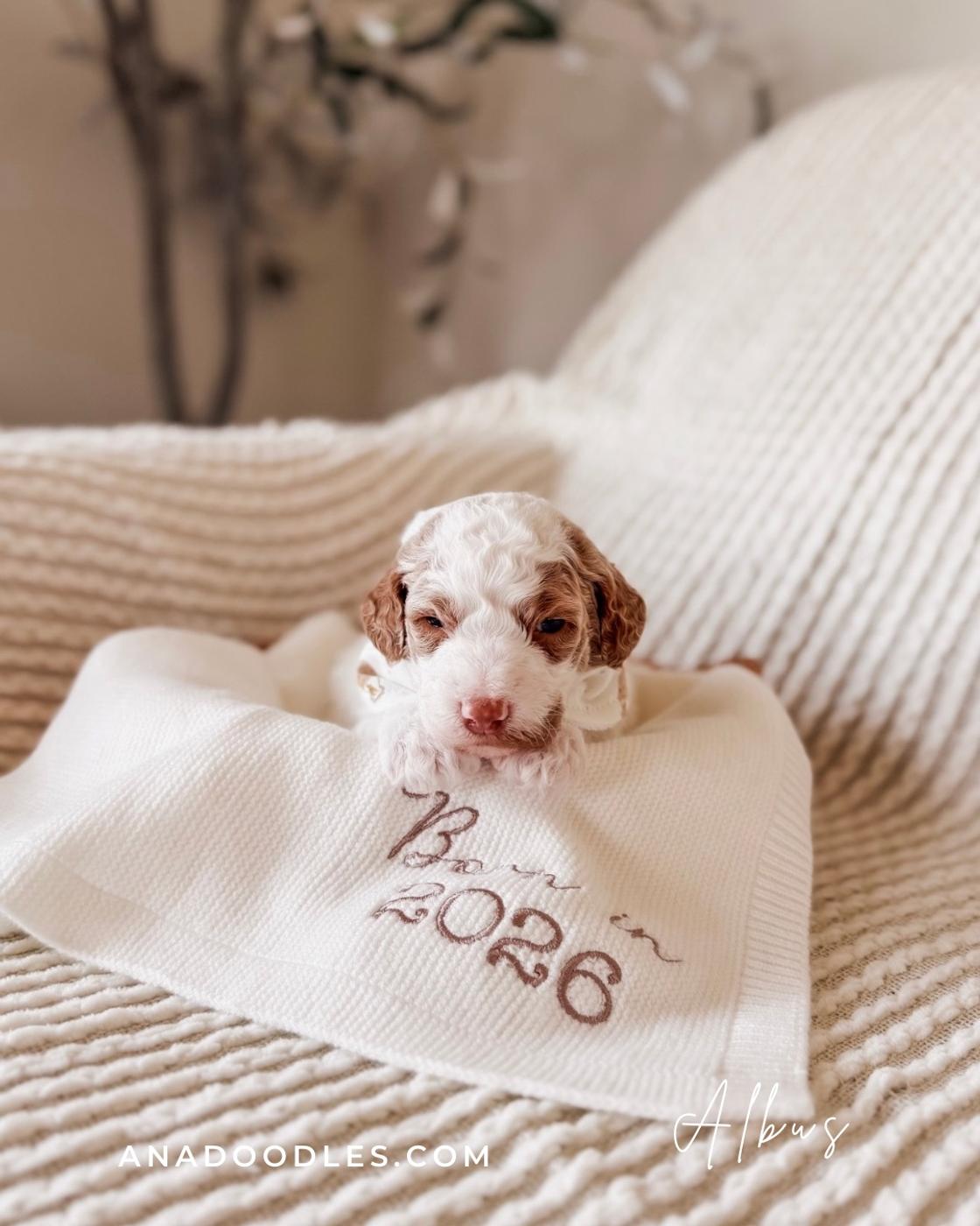 Albus, Parti puppy from the Fennec × Mila litter