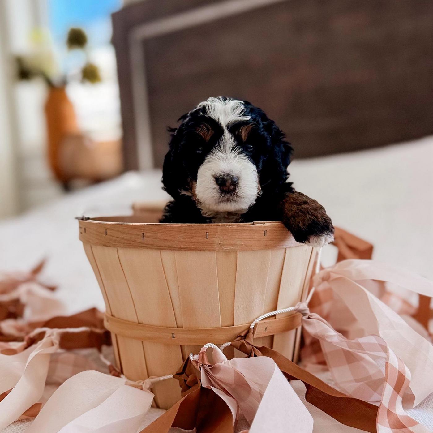 Anchor, Tri-color puppy from the Ripley × Martha litter
