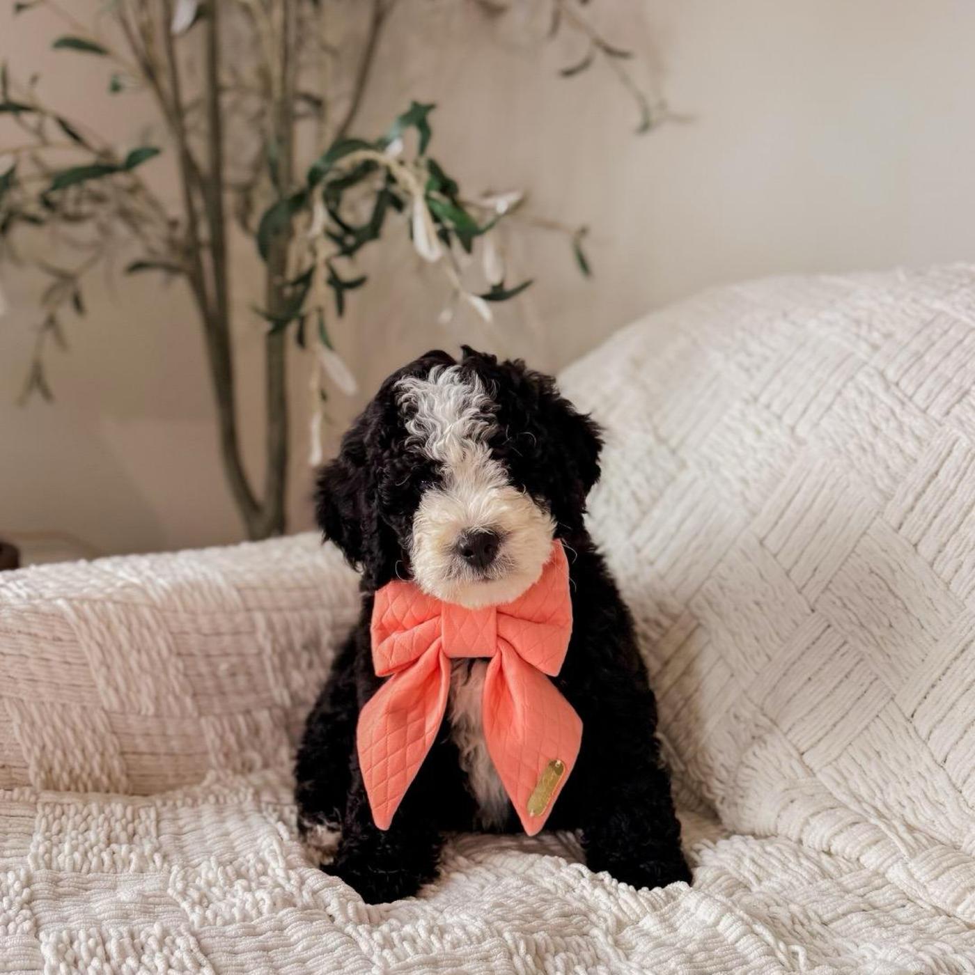 Asher, Black and white puppy from the Oscar × Molly litter