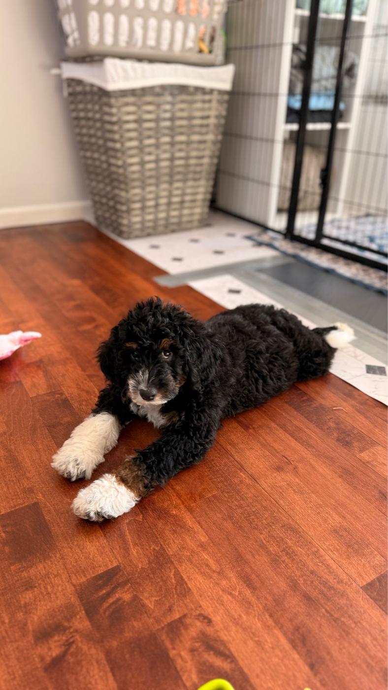 Atlas, Black and white puppy from the Ripley × Martha litter