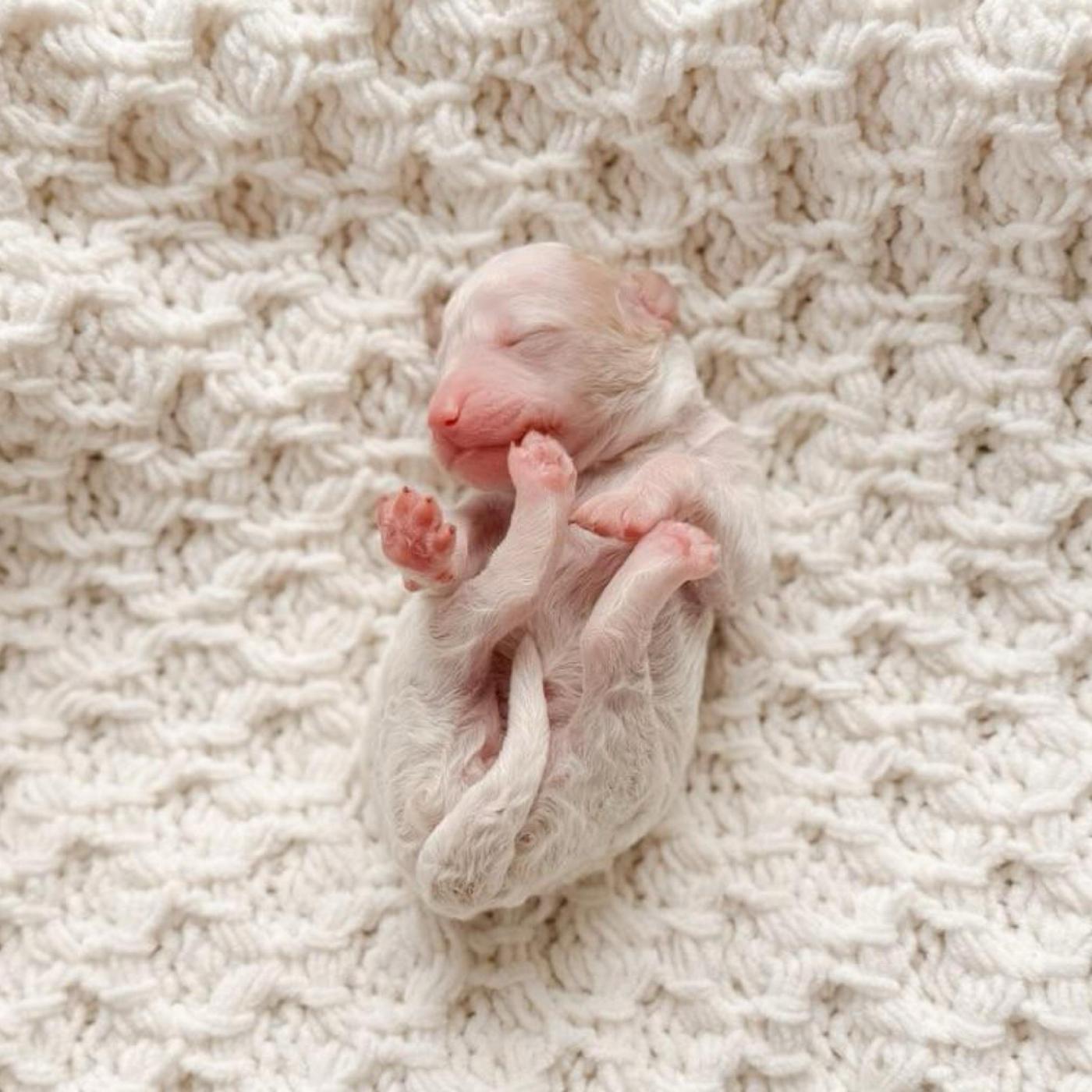 Aurelia, Parti puppy from the Fennec × Mila litter