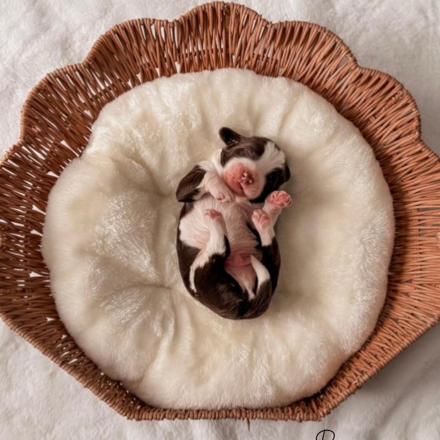 Bear, Chocolate puppy from the Murphy × Chip litter
