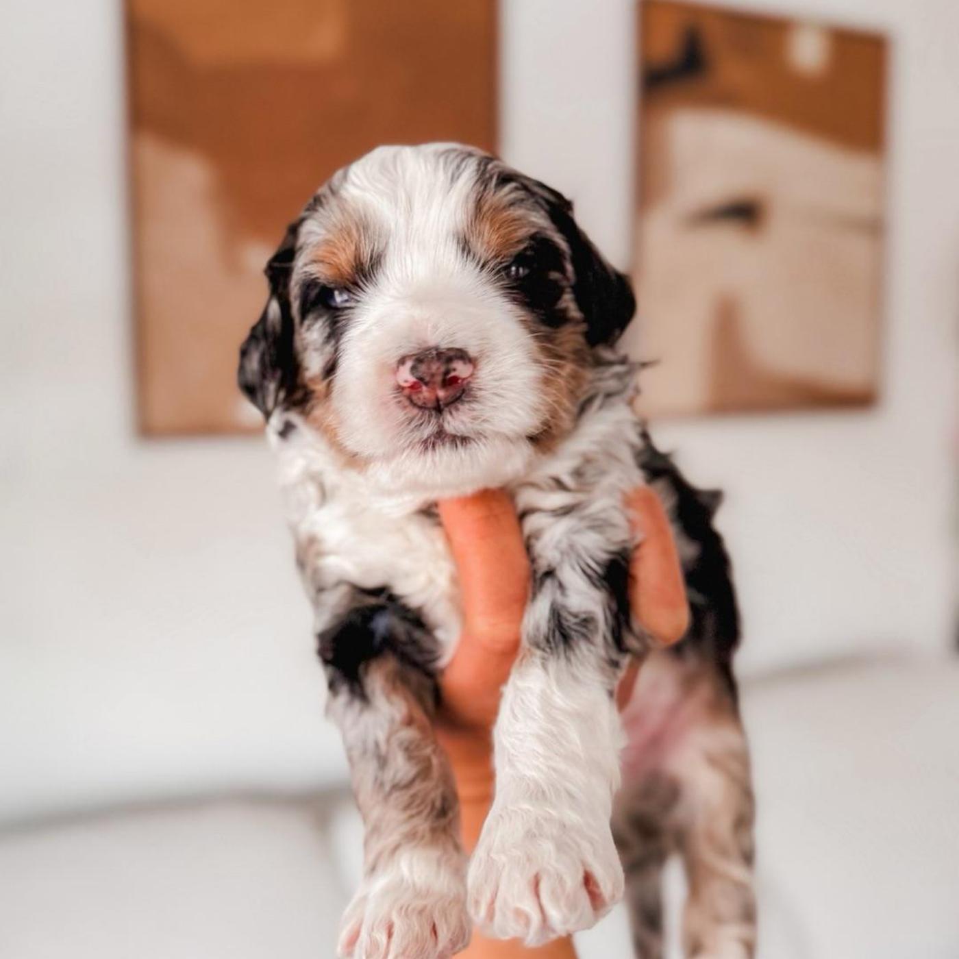 Beau, Blue merle puppy from the Ripley × Martha litter