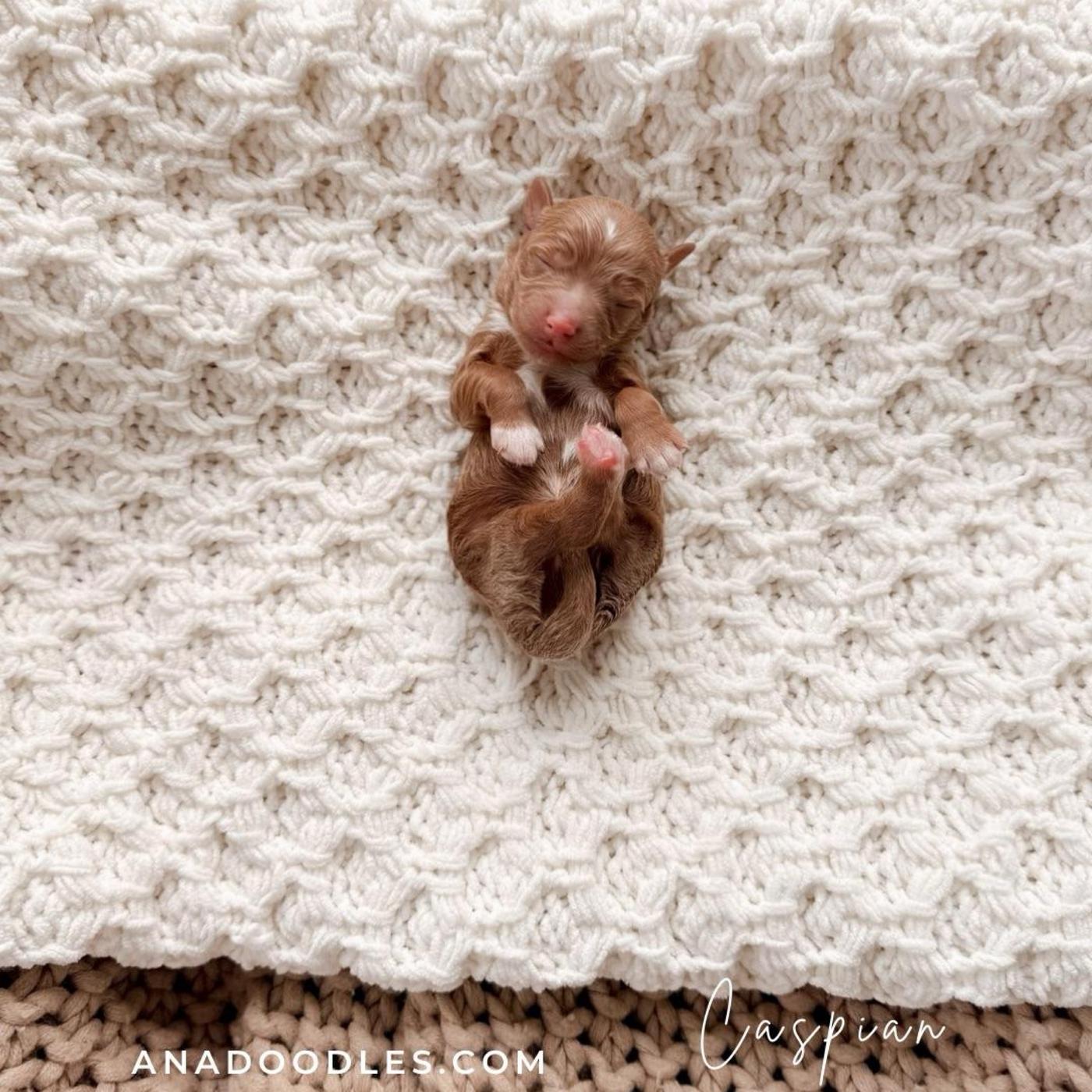 Caspian, Red puppy from the Fennec × Mila litter