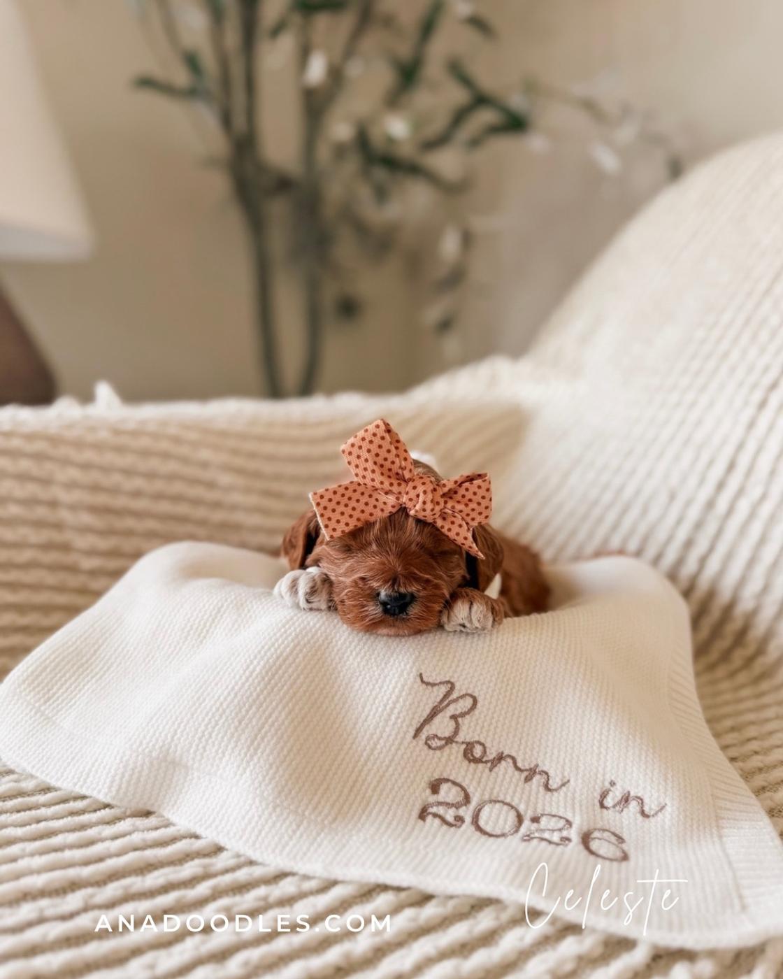 Celeste, Red puppy from the Fennec × Mila litter