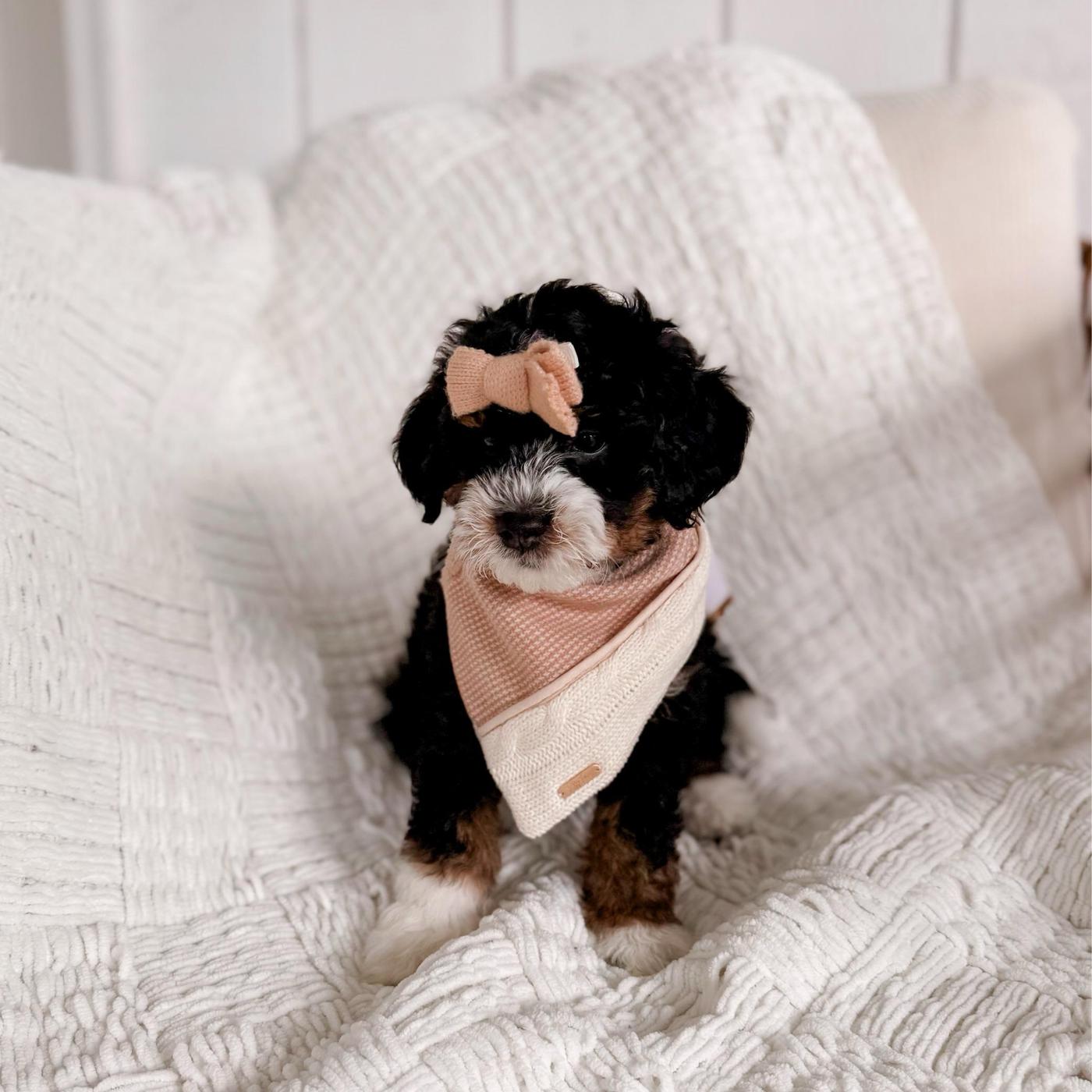Clara, Tri-color puppy from the Ripley × Martha litter