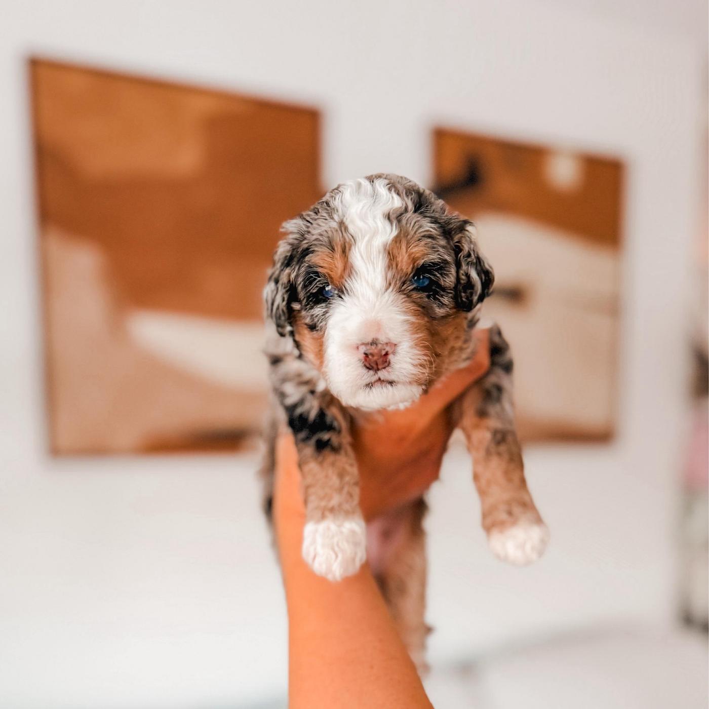 Etta, Tri-color puppy from the Ripley × Martha litter