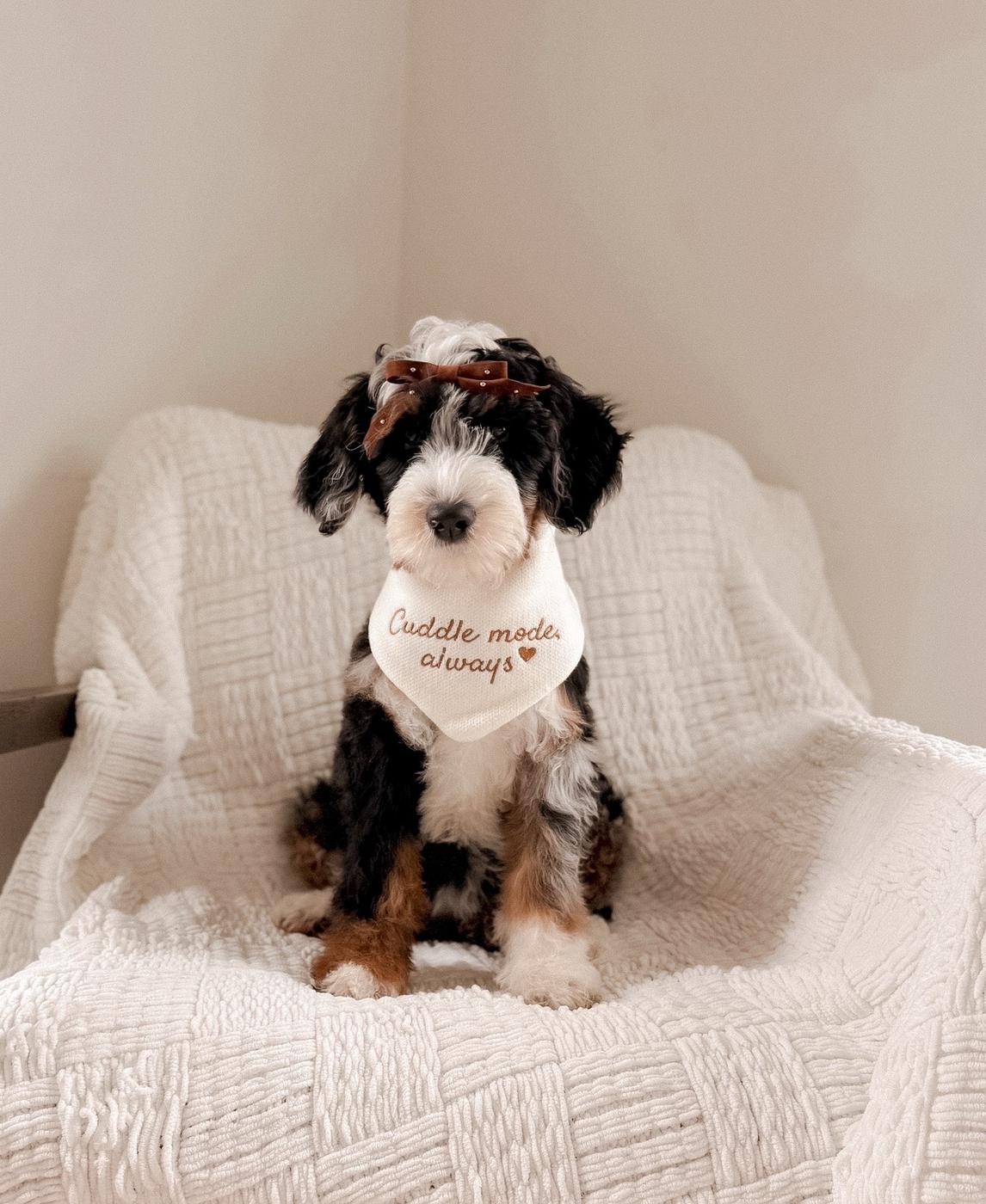 Ever, Merle puppy from the Ripley × Martha litter