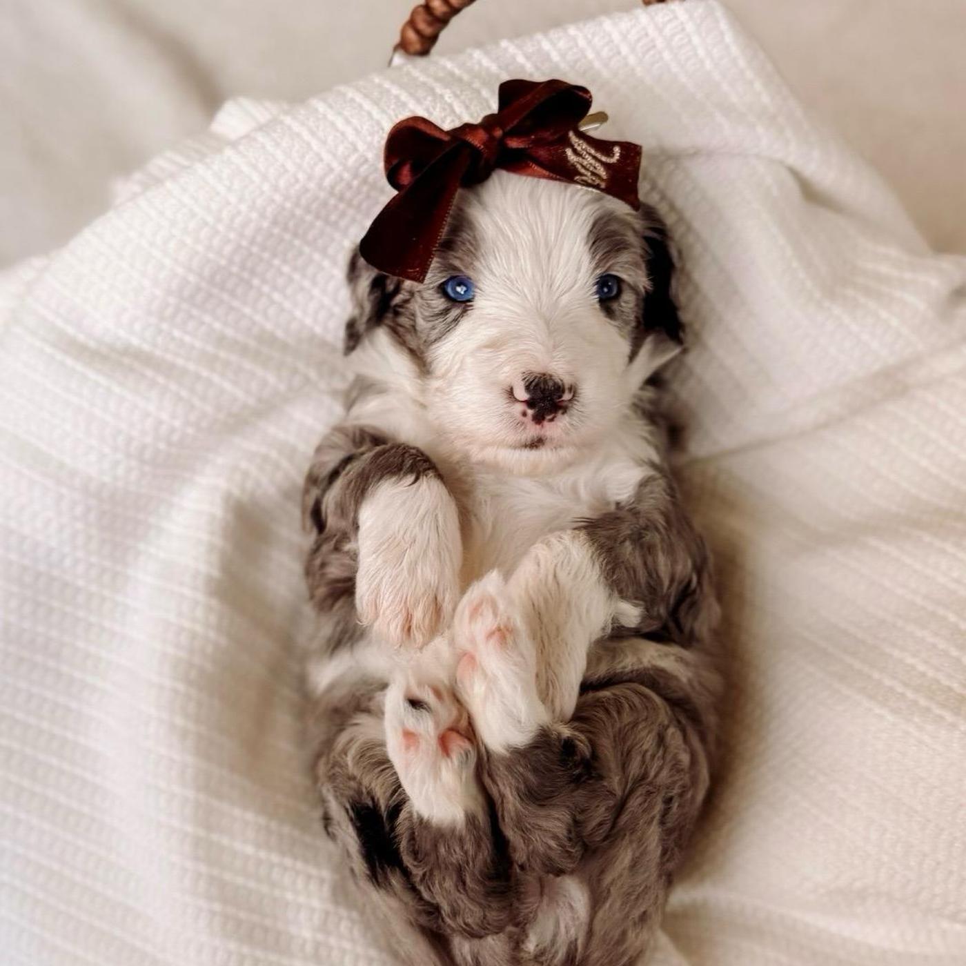 Glory, Merle puppy from the Oscar × Molly litter