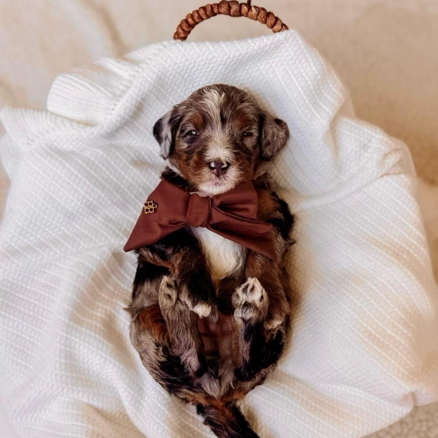 Grey, Tri-color puppy from the Oscar × Molly litter