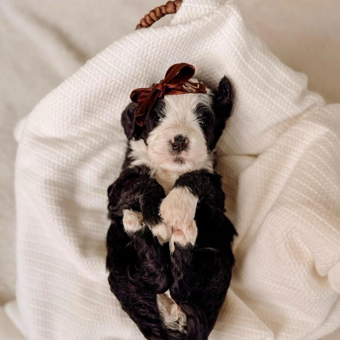 Hope, Black and white puppy from the Oscar × Molly litter