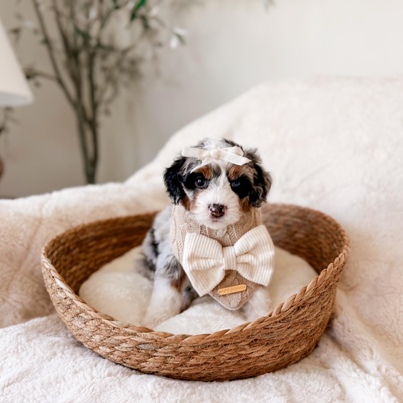 Lena, Tri-color puppy from the Ripley × Martha litter