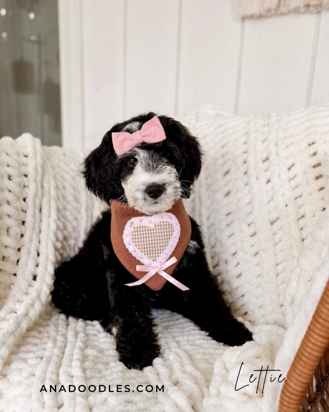 Lettie, Merle puppy from the Oscar × Molly litter