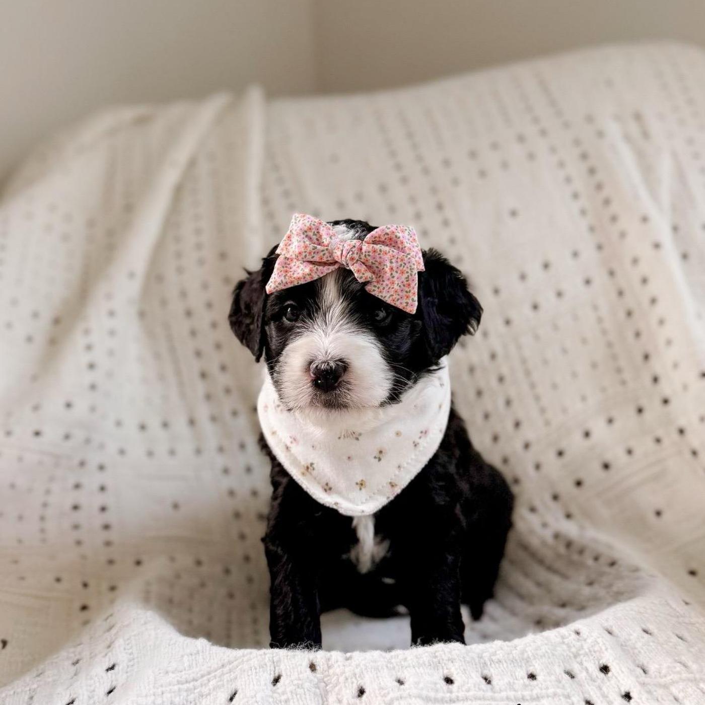 Mercy, Black and white puppy from the Oscar × Molly litter