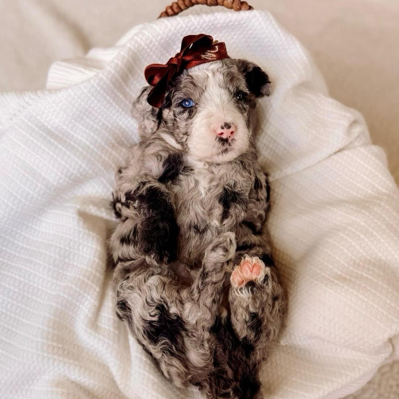 Miracle, Merle puppy from the Oscar × Molly litter