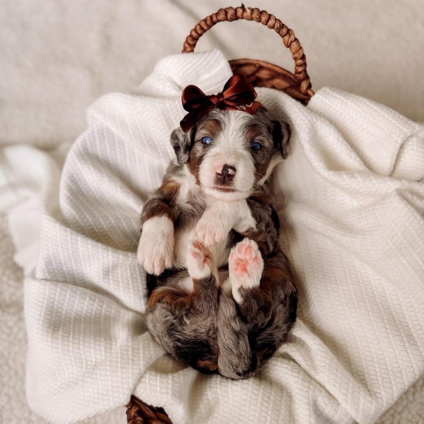 Orange, Tri-color puppy from the Oscar × Molly litter