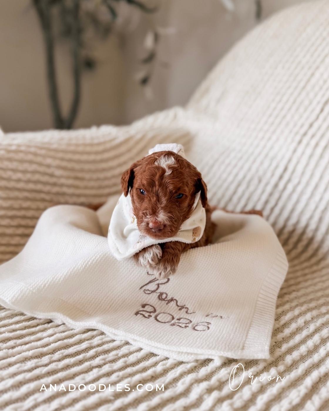 Orion, Red puppy from the Fennec × Mila litter