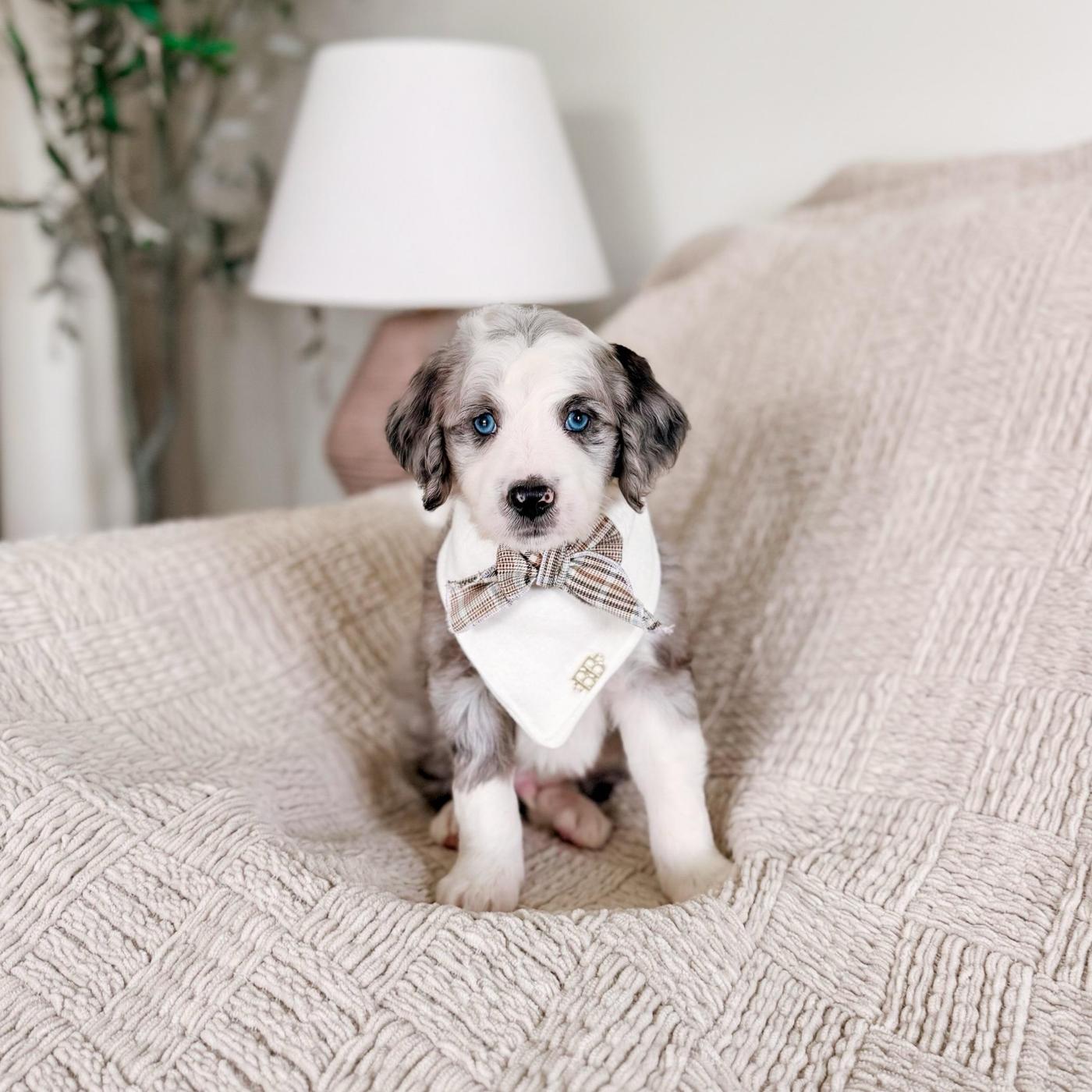 Psalm, Merle puppy from the Oscar × Molly litter