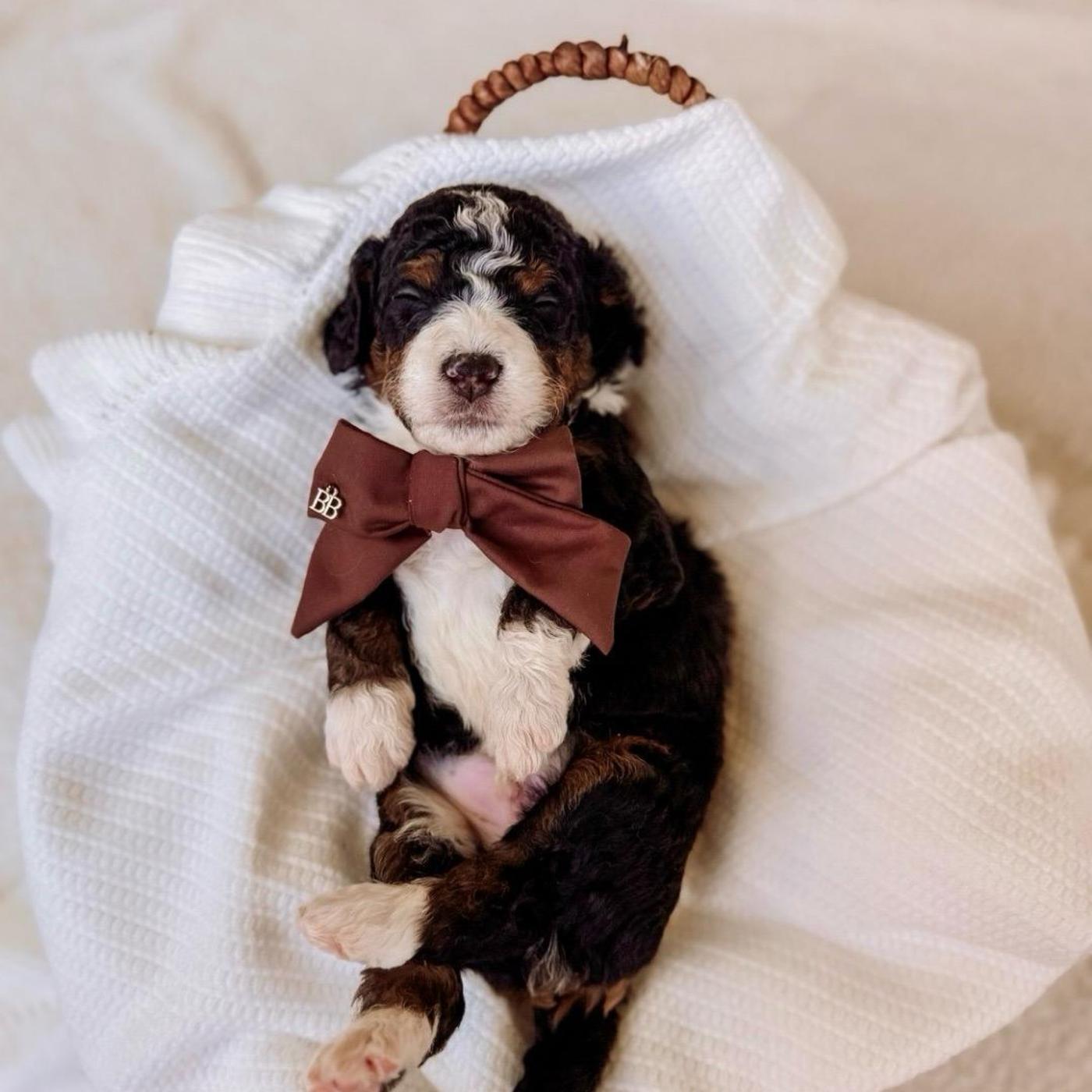 Sheperd, Tri-color puppy from the Oscar × Molly litter