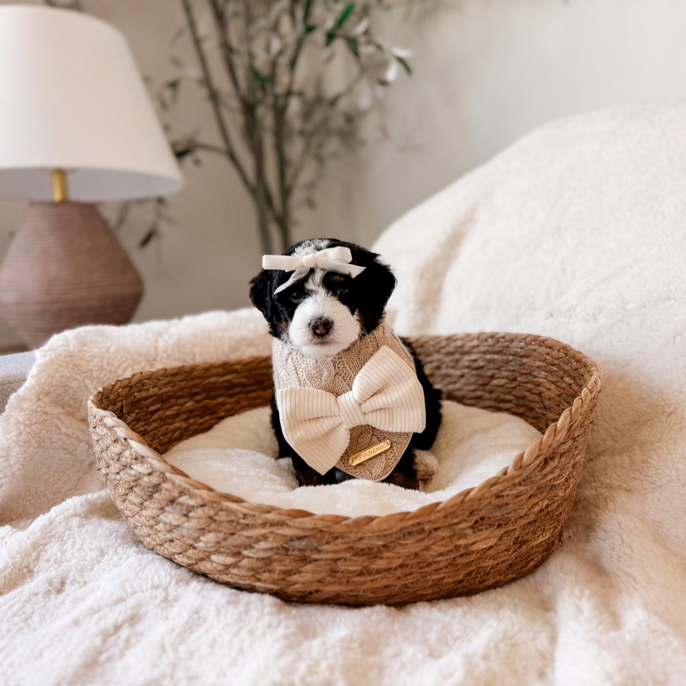 Solace, Tri-color puppy from the Ripley × Martha litter