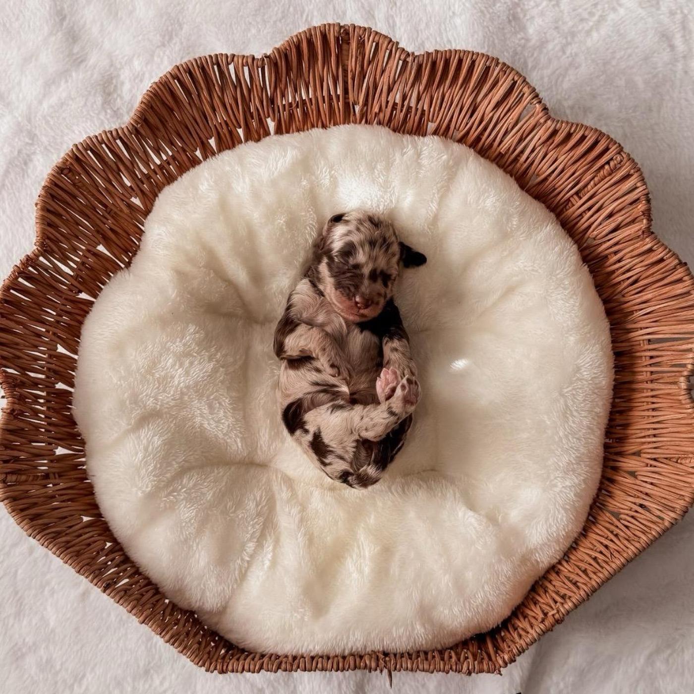 Truffle, Merle puppy from the Murphy × Chip litter