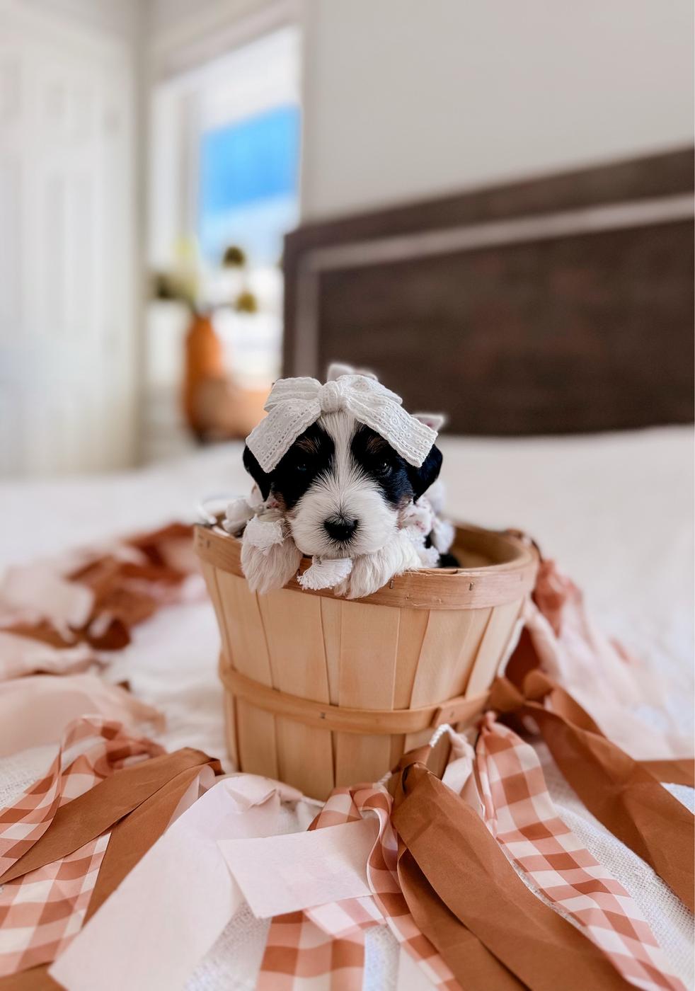 Vera, Black and white puppy from the Ripley × Martha litter