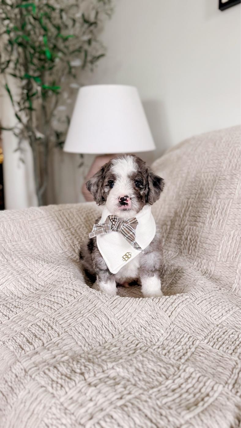 Zion, Merle puppy from the Oscar × Molly litter