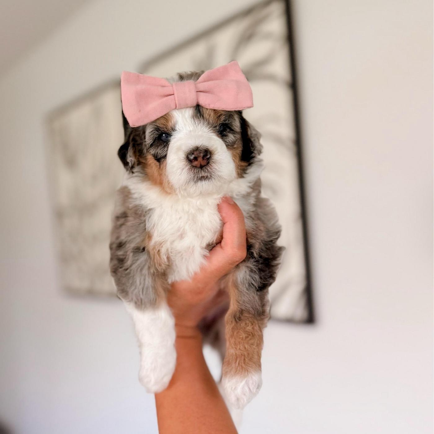 Sagada, Tri-color puppy from the Ranger × Martha litter