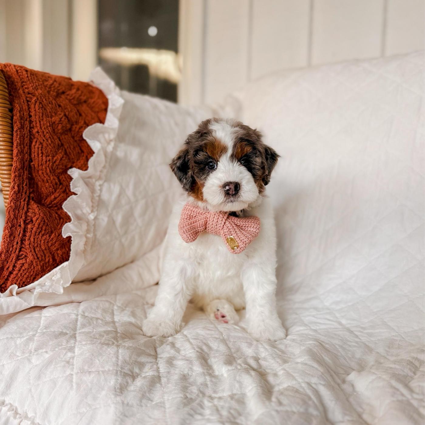 Santiago, male Grey and white Bernedoodle puppy