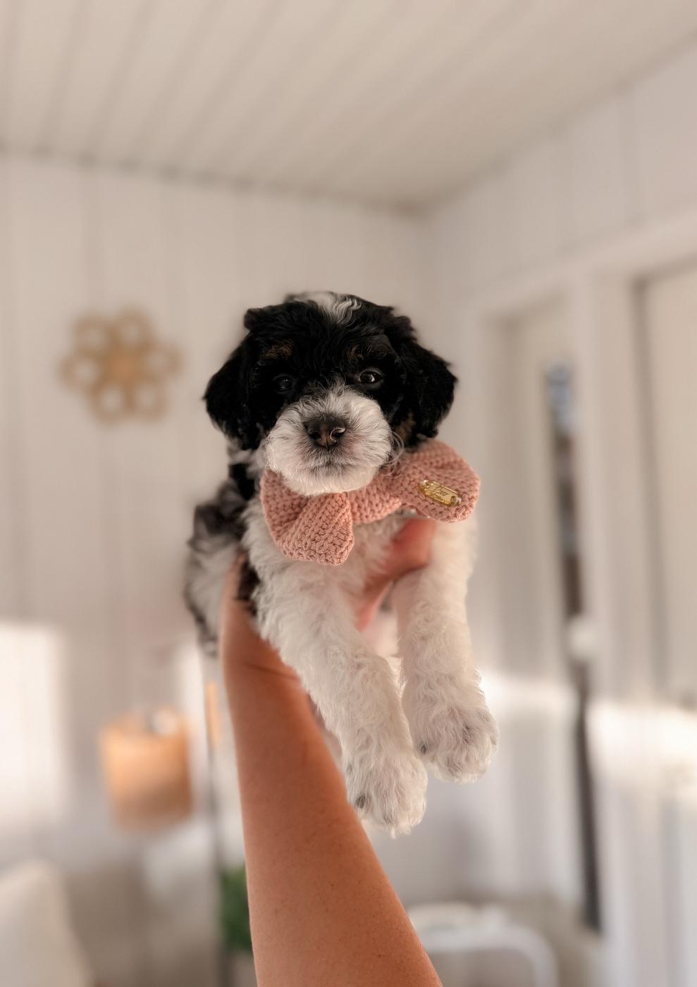 Taal, male Black and white Bernedoodle puppy