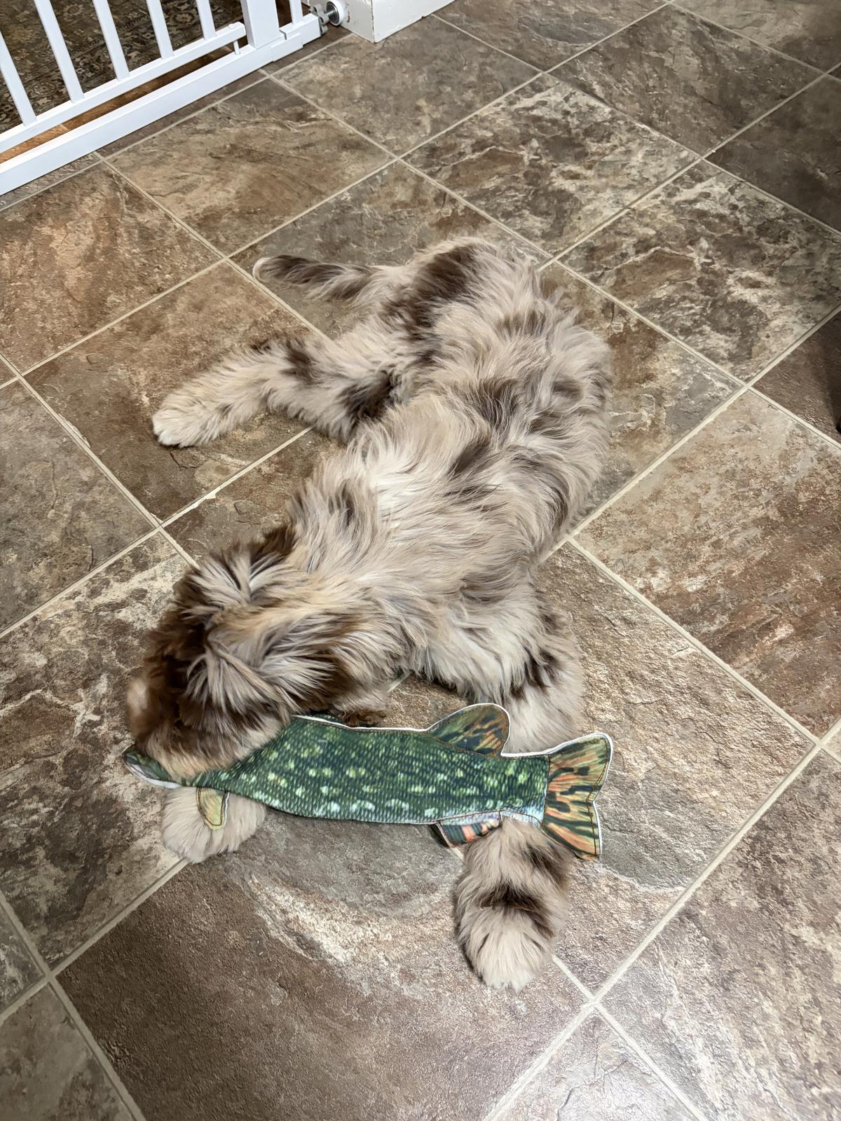 Sophie at home with Ryan S.