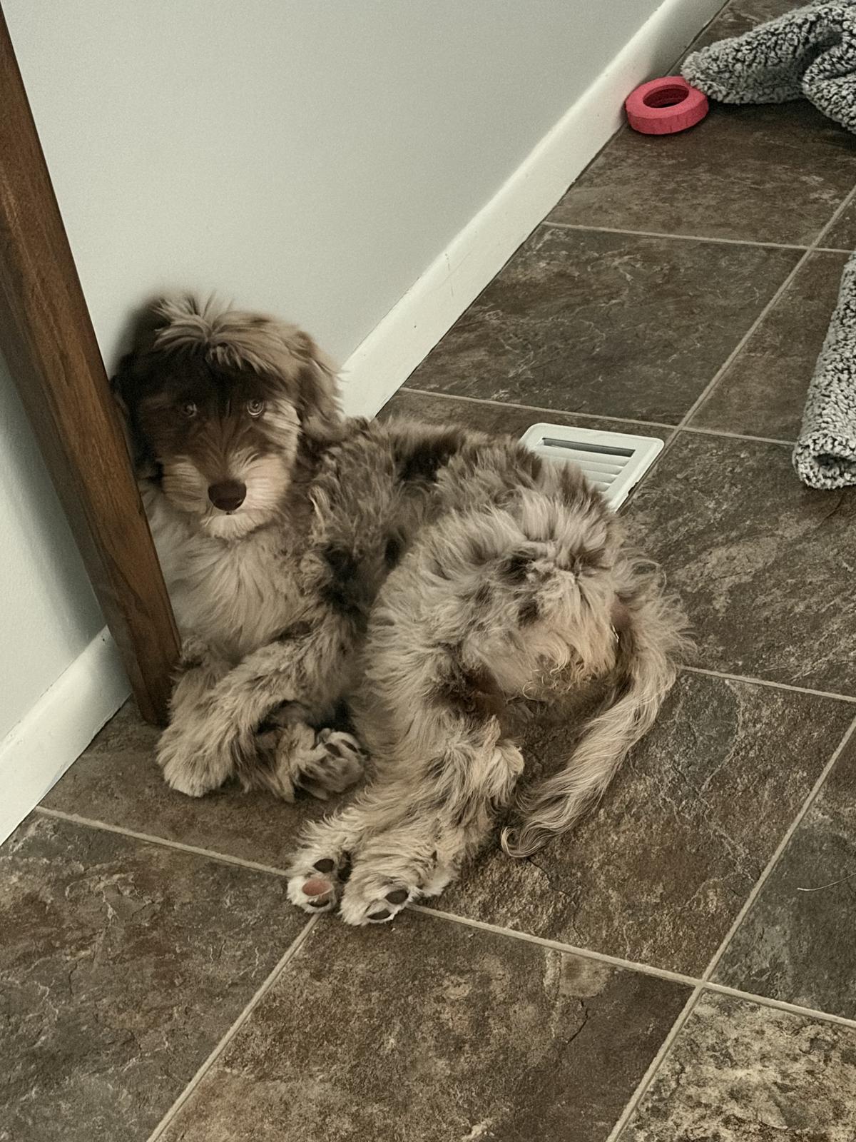 Sophie at home with Ryan S.