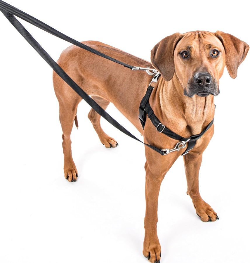 Freedom No-Pull Harness + Leash by 2 Hounds Design