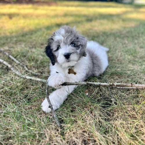Puppy 1 (1)